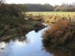 Dinkel in het Lutterzand